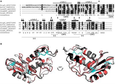 Allergenic Properties and Molecular Characteristics of PR-1 Proteins